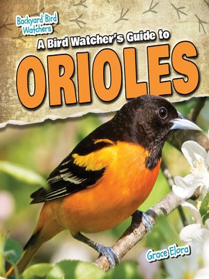 cover image of A Bird Watcher's Guide to Orioles